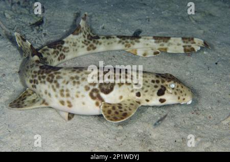 Indonesischer gesprenkelter Carpetshark (Hemiscyllium freycineti), Nachttauchen, Arborek Jetty Tauchplatz, Arborek Island, Dampier Straits, Raja Stockfoto