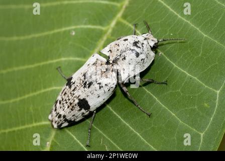 Klicken Sie auf Käfer (Cryptalaus lacteus) (Familie Elateridae), on leaf, Klungkung, Bali, Indonesia Stockfoto