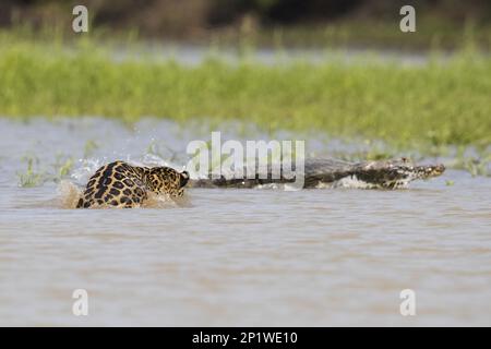 südamerikanischer jaguar (Panthera onca palustris), Erwachsener, der Paraguayan Yacare Caiman (Caiman Yacare) als Beute im Wasser, Cuiaba River, Mato Grosso verfolgt Stockfoto