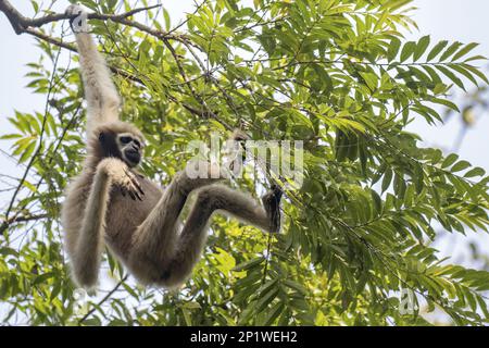 Westhoolock Gibbon (Hooolock Hoolock), Erwachsene Frau, die im Baum hängt, Hoollongapar Gibbon Sanctuary, Assam, Indien Stockfoto