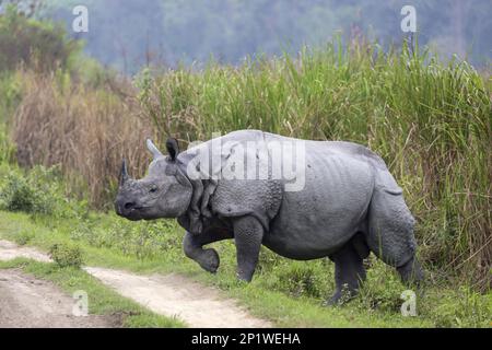 Huftiere, Nashörner, Nashörner, Säugetiere, Tiere, Huftiere mit ungeraden Zehen, Nashörner (Rhinoceros unicornis), Erwachsenenüberquerung, Kaziranga Stockfoto