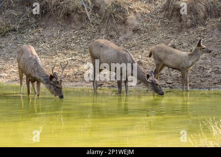 Sambarhirsch (Rusa Unicolor), Trinkgruppe am Waterhole, Tadoba National Park, Maharashtra, Indien Stockfoto