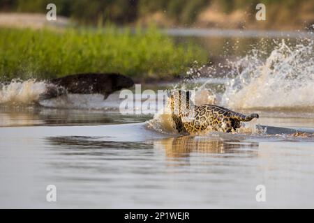 südamerikanischer jaguar (Panthera onca palustris), Erwachsener, jagt Capybara (Hydrochoerus hydrochaeris), Cuiaba River, Mato Grosso, Brasilien Stockfoto