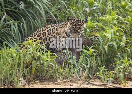 südamerikanischer jaguar (Panthera onca palustris), adulte Tötung von Capybara (Hydrochoerus hydrochaeris) Beute, Cuiaba River, Mato Grosso, Brasilien Stockfoto