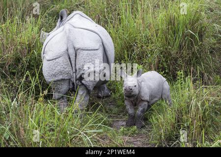 Indisches Nashorn (Rhinoceros unicornis), Erwachsene Frau mit jungen Menschen, die im Elefantengras stehen, Kaziranga-Nationalpark, Assam, Indien Stockfoto