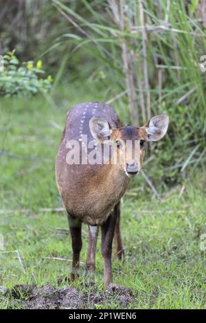 Schweinshirsch (Axis porcinus), weibliche Erwachsene im Gras, Kaziranga-Nationalpark, Assam, Indien Stockfoto