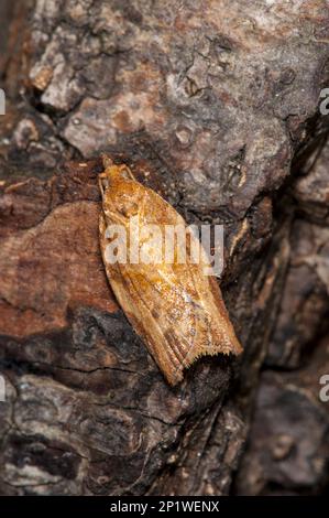 Ein orangefarbenes Beispiel für die extrem variable hellbraune Apfelmotte (Epiphyas postvitana), die aus Australien stammt, aber seit 1911 im Vereinigten Königreich eingebürgert wurde. Stockfoto