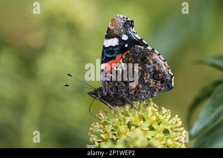 Ein roter Admiral (Vanessa atalanta) Schmetterling, der in einer Hecke in Thirsk, North Yorkshire, an Blüten von Efeu (Hedera Helix) nährt Stockfoto