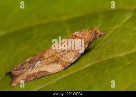 Ein orangefarbenes Beispiel für die extrem variable hellbraune Apfelmotte (Epiphyas postvitana), die aus Australien stammt, aber seit 1911 im Vereinigten Königreich eingebürgert wurde. Stockfoto