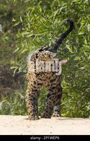 Jaguar (Panthera onca palustris), Erwachsener, schüttelt Wasser von Fluss 5 von 5, Three Brothers River, Mato Grosso, Brasilien Stockfoto