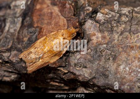 Ein orangefarbenes Beispiel für die extrem variable hellbraune Apfelmotte (Epiphyas postvitana), die aus Australien stammt, aber seit 1911 im Vereinigten Königreich eingebürgert wurde. Stockfoto