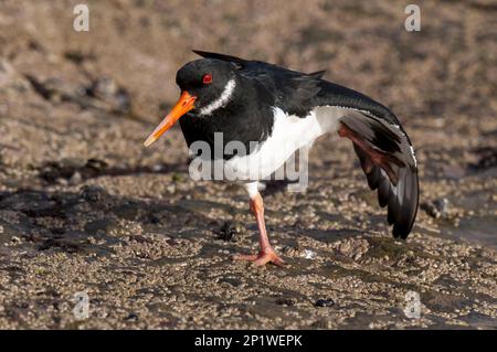 Ein Austernauflauf (Haematopus ostralegus), der im Wintergefieber auf den Felsen von Filey Brigg, Filey, North Yorkshire, ausgewachsen ist Stockfoto