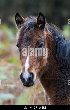 Nahaufnahme des Kopfes eines New Forest Pony (Equus Caballus) Fohlen im New Forest Hampshire Stockfoto