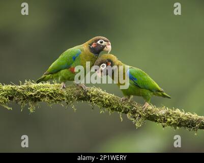 Brauner Kapuzenpapagei (Pyrilia haematotis), Paarverbindung auf mossem Zweig, Costa Rica, Feb Stockfoto