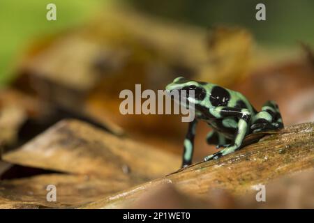 Goldbaumkletterer, Amphibien, andere Tiere, Frösche, Giftdartfrösche, Tiere, Dendrobates auratus (Grüner und Schwarzer Giftfrosch), auf Blättern Stockfoto