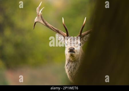 Ein erwachsener Hirsch (Cervus elaphus), der hinter einem Baumstamm in Studley Royal, Ripon, North Yorkshire, späht Stockfoto