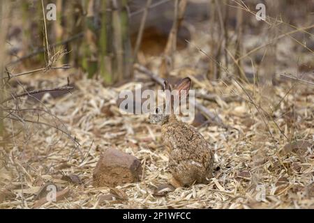 Indischer Hasen, schwarzer Hase, indischer Hase, schwarzer Hase (Lepus nigricollis), indische Hasen, Hasen, Nagetiere, Säugetiere, Tiere, Hasen mit schwarzem Nägel Stockfoto