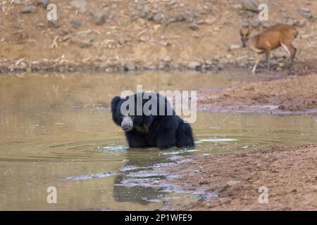Faulbär (Melursus ursinus), erwachsener Bär, der im Wasserloch badet, mit indischem Muntjac (Muntiacus muntjak) im Hintergrund, Tadoba-Nationalpark Stockfoto