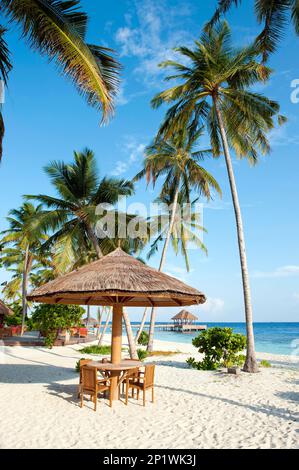 Malediven Insel Filaidhoo, Strand, Lagune, Palmen, Kokospalmen (Cocos nucifera), Raa Atoll, Filaidhoo, Malediven Stockfoto