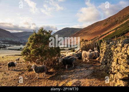 Wunderschönes Bild von der Schaffütterung im frühen Morgenlicht im Winter Sonnenaufgang im Lake District in englischer Landschaft Stockfoto