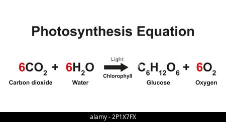 Photosynthese-Gleichung, Illustration. Stockfoto