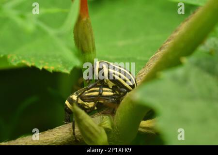Entblößte Käfer paaren sich zwischen grünem Laub. Alcidodes immutatus. java, Indonesien. Stockfoto