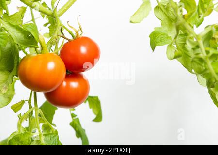 Tomaten aus Samen wachsen lassen, Schritt für Schritt. Schritt 13 – reife Tomaten Stockfoto