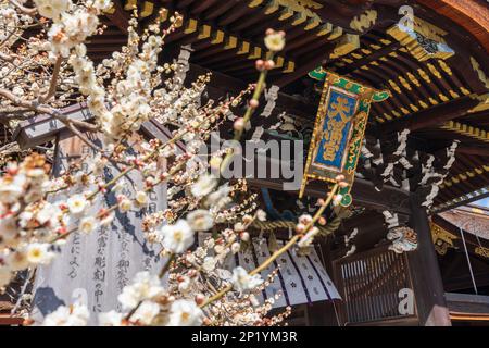 Kyoto, Japan - März 03 2023 : Kitano Tenmangu Schrein Pflaumenblütenfest im Frühling. Stockfoto