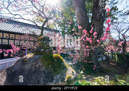 Kyoto, Japan - März 03 2023 : Kitano Tenmangu Schrein Pflaumenblütenfest im Frühling. Stockfoto