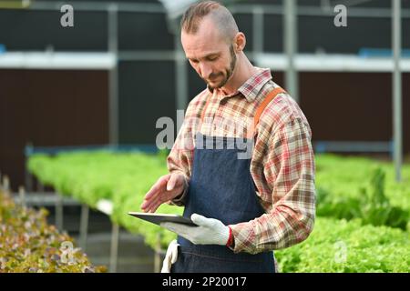 Intelligenter Landwirt, der ein digitales Tablet zur Untersuchung und Inspektion der Qualitätskontrolle von ökologischem Gemüse in Gewächshäusern verwendet Stockfoto