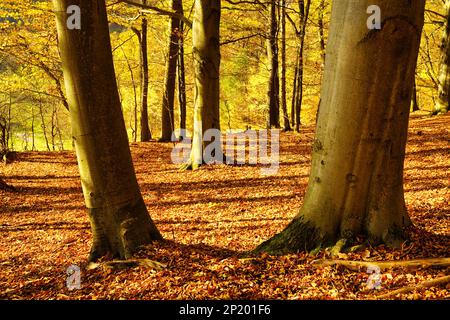 Wunderschöner Herbstwald mit Sonne. Drei Buchenbäume vor dem Haus. Der Boden ist mit trockenen Blättern bedeckt. Deutschland, Baden-Württemberg. Stockfoto