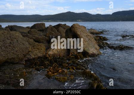 Seetang an einem ruhigen Tag in der Bucht von Fossil Island am südlichen Ende der Pirates Bay, Eaglehawk Neck, Tasmanien Stockfoto