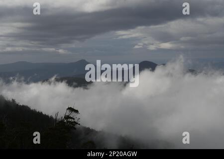 Über den Wolken der einheimischen Vegetation des Mount Wellington und dem riesigen Eukalyptus säumen die Berge und füllen das Tal darunter Stockfoto