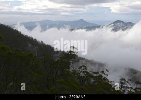 Über den Baumwipfeln des Mount Wellington säumen die einheimische Vegetation und der riesige Eukalyptus die Berge und die niedrige Wolke füllt das Tal darunter Stockfoto