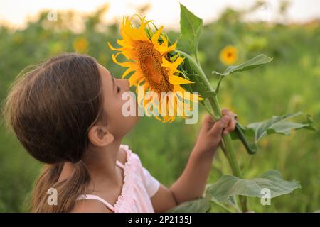 Süßes kleines Mädchen mit blühenden Sonnenblumen auf dem Feld. Das Kind verbringt Zeit in der Natur Stockfoto