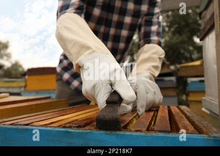 Imker nimmt Gestell aus Bienenstock in der Bienenstation, Nahaufnahme. Honig ernten Stockfoto