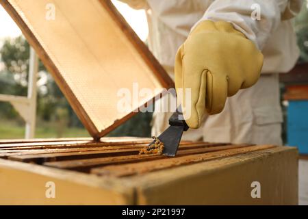 Imker, der Wachs aus dem Honigrahmen kratzt, in der Bienenstelle, Nahaufnahme Stockfoto