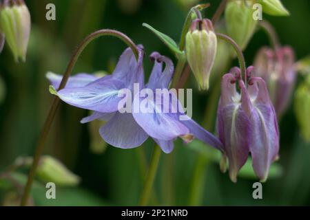 Lila Kolumbinenblüten und -Knospen, Aquilegia vulgaris, Grannys Hauben mit Blütenblättern, blühend im Sommer, natürlicher grüner Hintergrund verschwommen Stockfoto