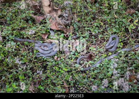 Schlingnatter, Coronella austriaca, glatte Schlange Stockfoto