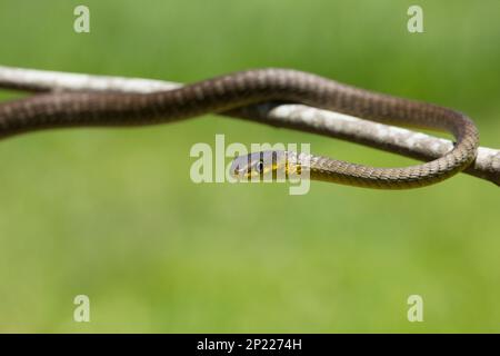 Grüner Baum Schlangenjuvinil mit blassbrauner Farbvariante. Dendrelaphis punctulata Bundaberg Queensland Australien Stockfoto