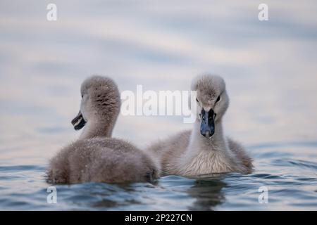 Schwanenbabys im Wasser. Zwei graue, kleine stumme Schwanenzygnets, die im Genfer See schwimmen. Cygnus olor im Frühling. Stockfoto