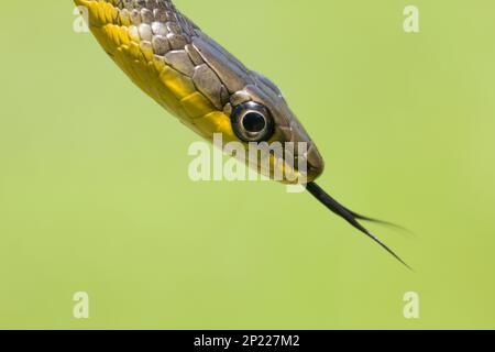 Green Tree Snake Juvinile mit ausgezogener Zunge. Dendrelaphis punctulata Bundaberg Queensland Australien Stockfoto