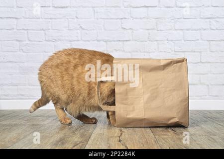 Neugierige Ingwerkatze steckte seinen Kopf in eine Papiertüte. Seitenansicht mit Kopierbereich. Stockfoto