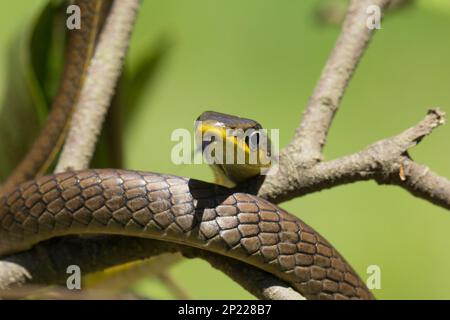 Grüner Baum Schlangenjuvinil mit ausgezogener Zunge und hellbrauner Farbe. Dendrelaphis punctulata Bundaberg Queensland Australien Stockfoto