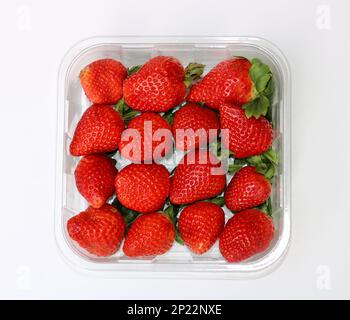 Kunststoffschalen voller üppiger Erdbeeren auf weißem Hintergrund Stockfoto