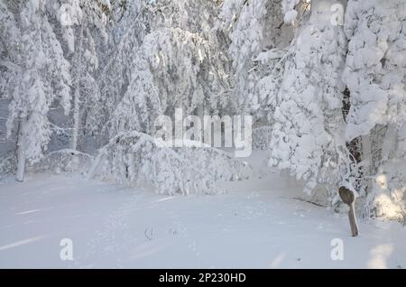 Winterbäume wie ein weißer Wasserfall aus schwerem und frostem Schnee im Ätna-Nationalpark, Sizilien, Italien Stockfoto