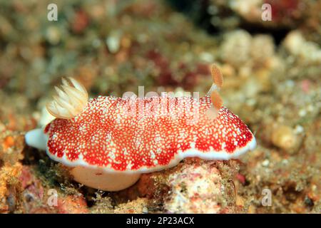 Goniobranchus reticulatus Nudibranch. Padang Bai, Bali, Indonesien Stockfoto