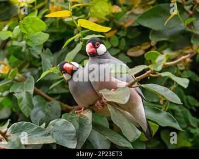 Java Sparrow Padda oryzivora, auch bekannt als Java Finch, Java Rice Sparrow oder Java Rice Bird Stockfoto