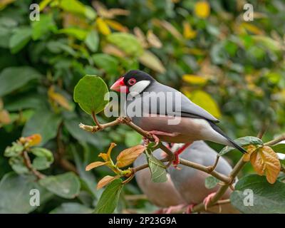 Java Sparrow Padda oryzivora, auch bekannt als Java Finch, Java Rice Sparrow oder Java Rice Bird Stockfoto