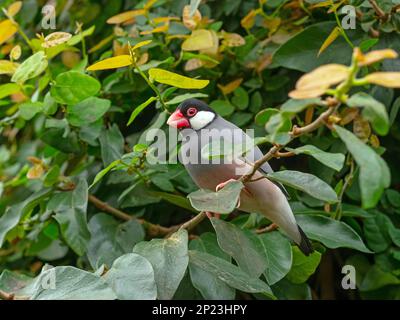 Java Sparrow Padda oryzivora, auch bekannt als Java Finch, Java Rice Sparrow oder Java Rice Bird Stockfoto